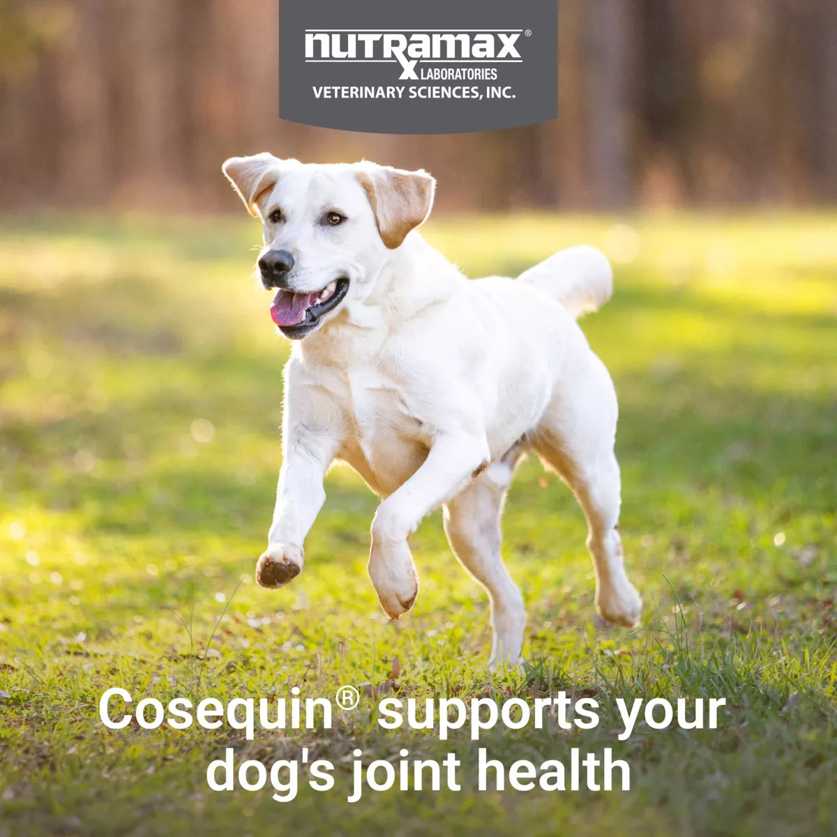 Nutramax® Cosequin® Maximum Strength Joint Health Supplement for Dogs - Chewable Tablets