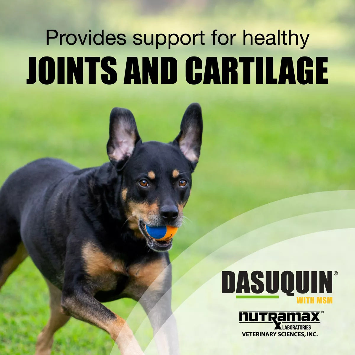 Nutramax® Dasuquin® with MSM - Soft Chew Joint Health Supplement for Large Dogs - 84 Count