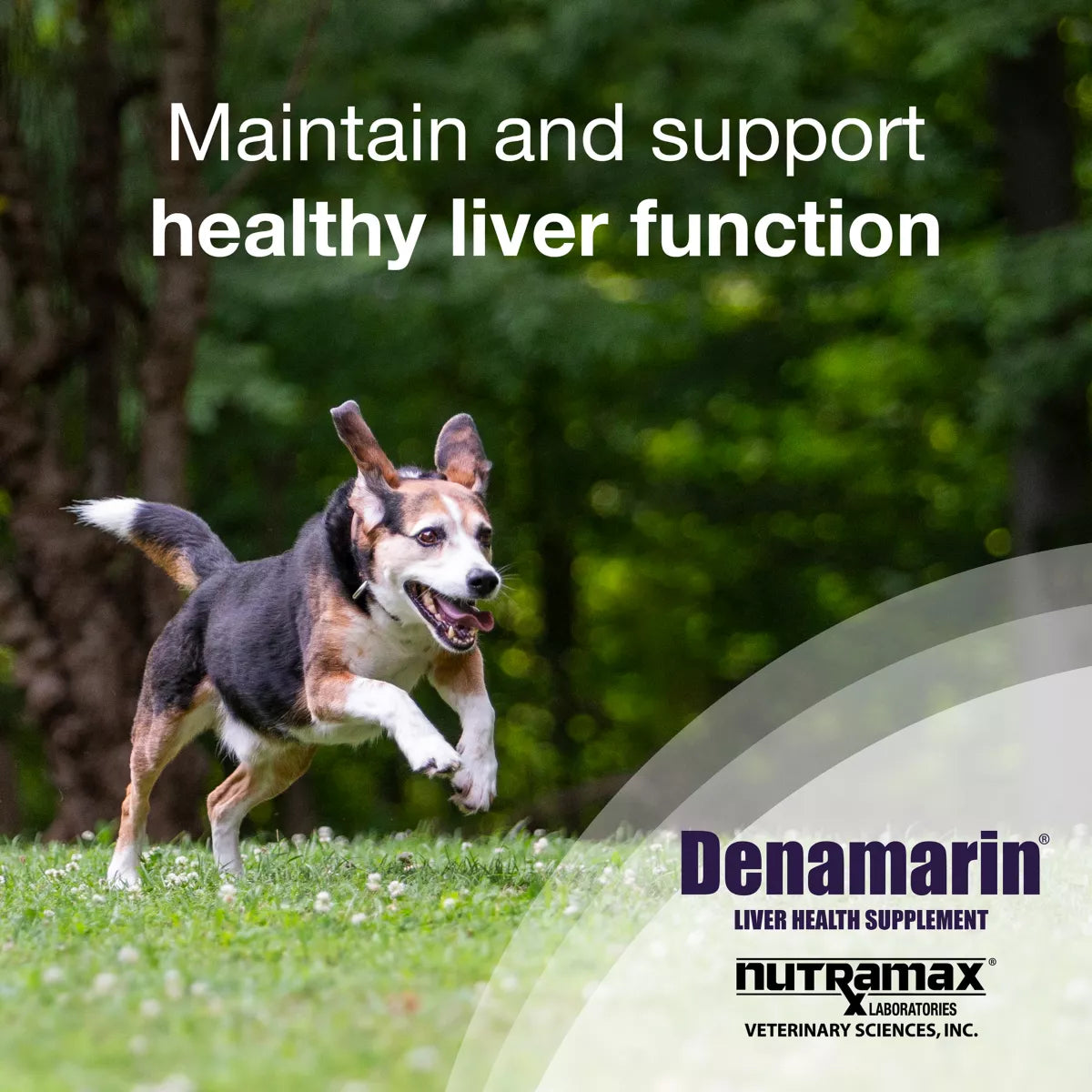 Nutramax Laboratories Veterinary Sciences Denamarin Dog Liver Health Supplement, Medium Dogs, 30ct