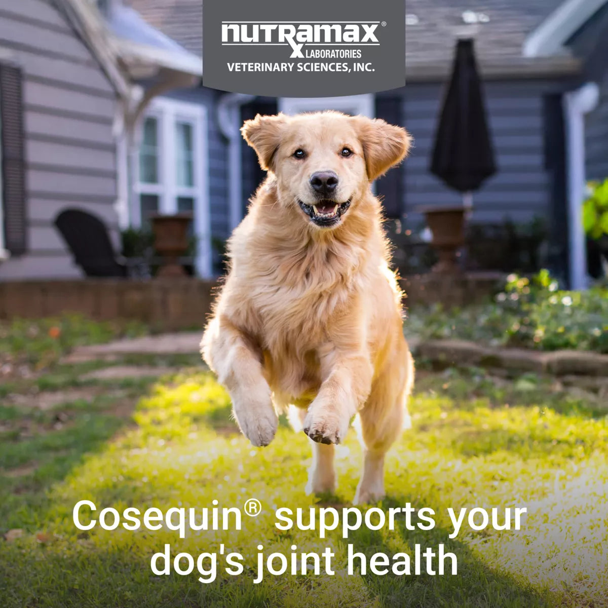 Nutramax® Cosequin® DS Joint Health Supplement for Dogs - Soft Chews with MSM & Boswellia