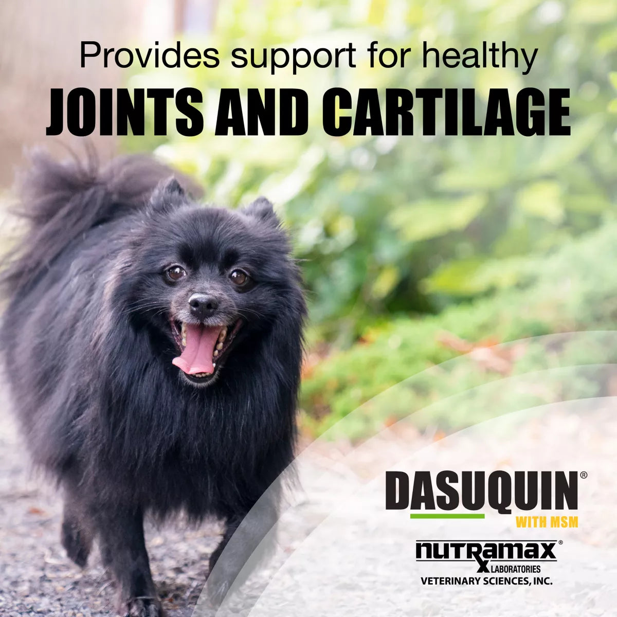 Nutramax® Dasuquin® with MSM - Soft Chew Joint Health Supplement For Small to Medium Dogs - 84 Count