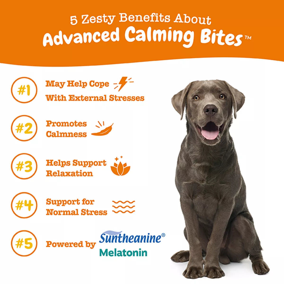 Zesty Paws Advanced Calming Bites for Dogs - Turkey Flavored Soft Chew Calming Supplement - 90 Count