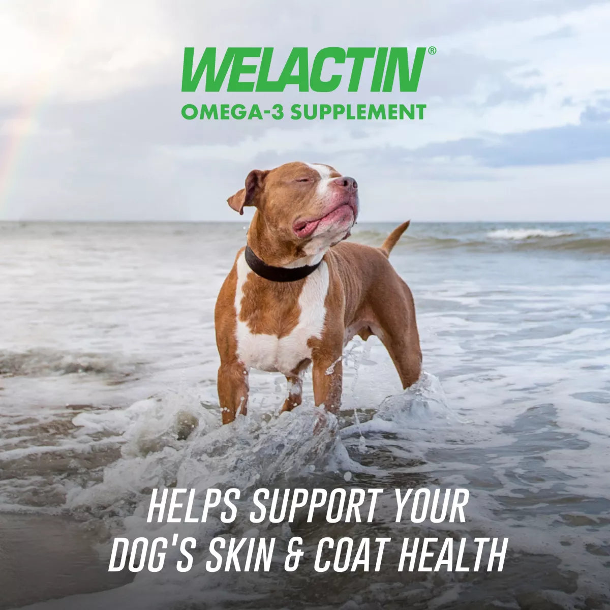 Nutramax® Welactin Omega-3 Soft Chews