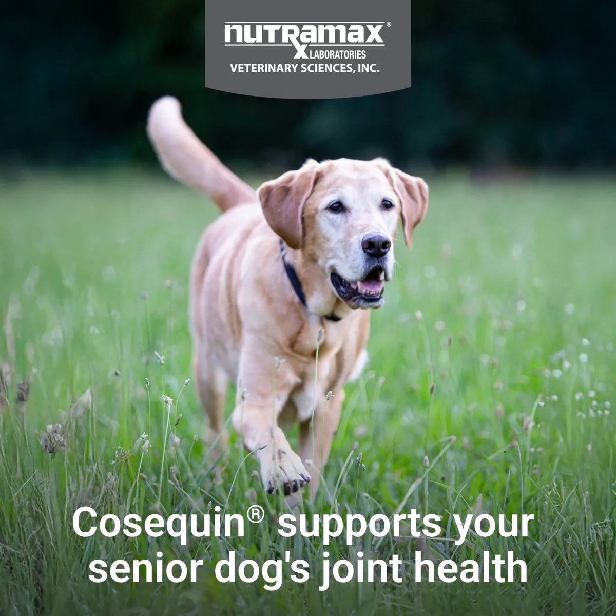 Cosequin® Senior Soft Chews