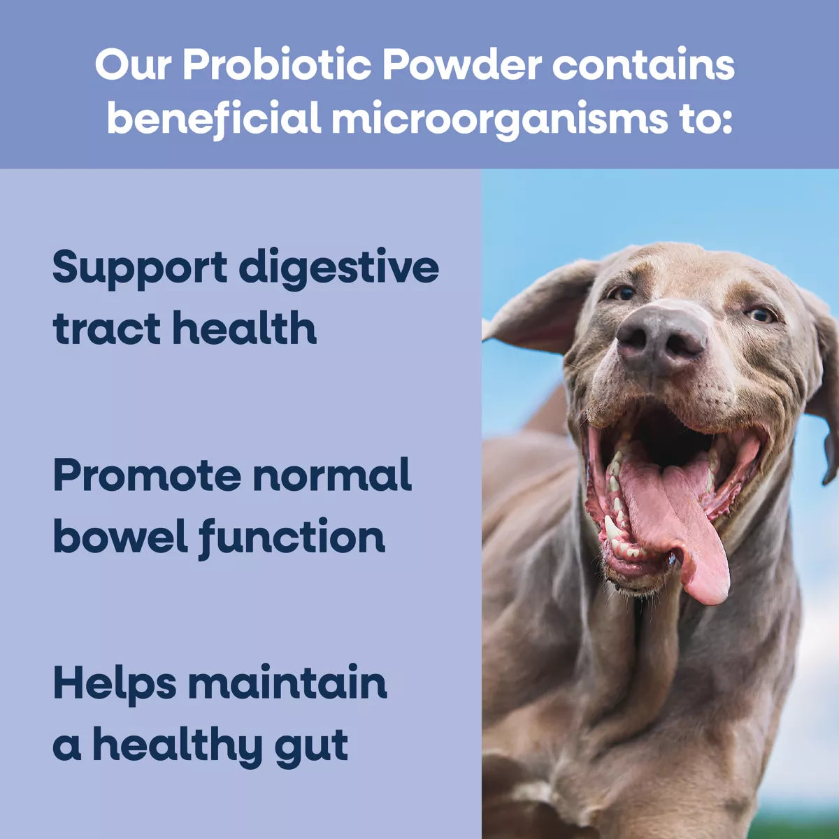 YumWell Dog Probiotic Powder, Supports Digestive Tract & Bowel Function, Beef Liver Flavor, 30ct