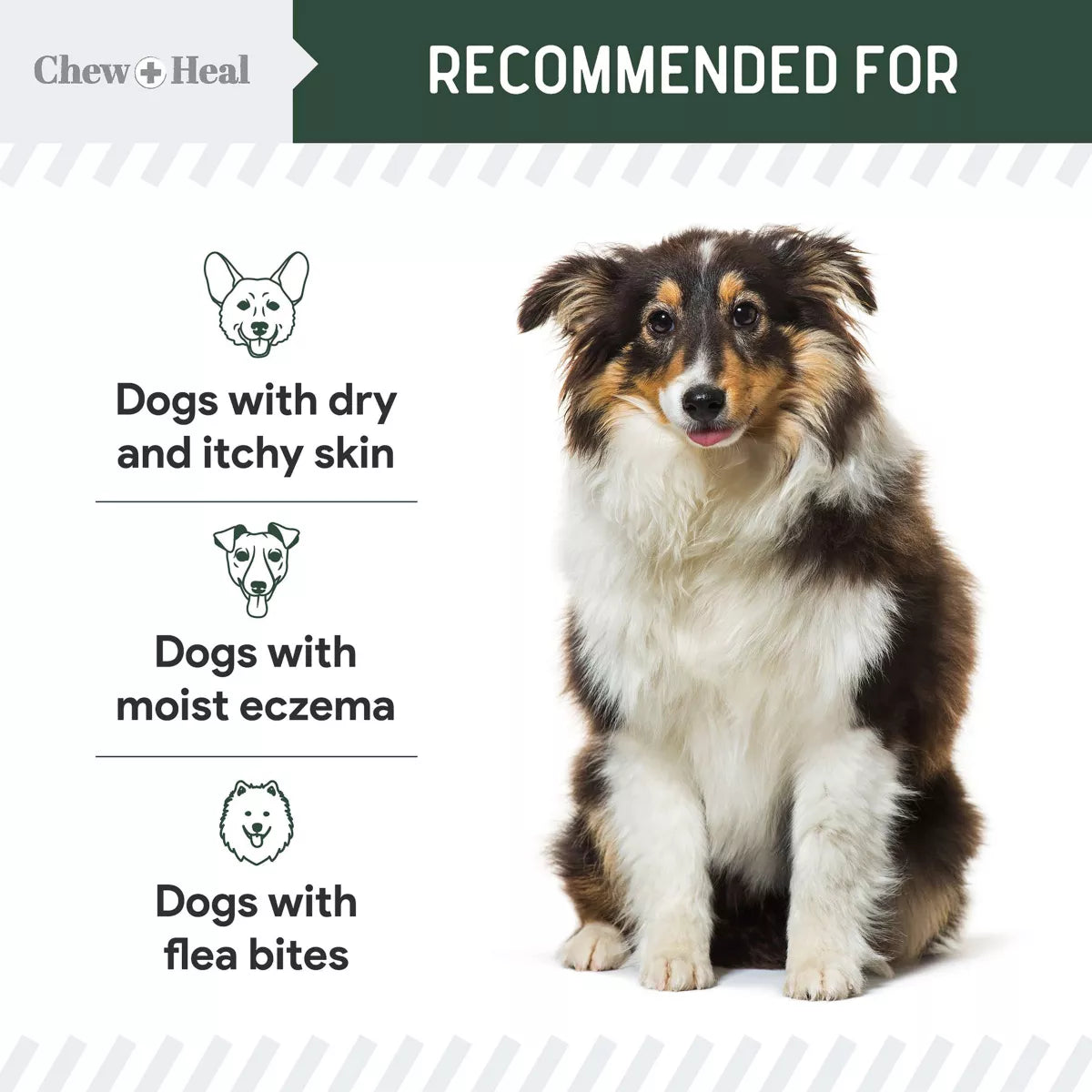Chew + Heal Dog Hydrocortisone First Aid Essential Skin Lotion, Reduces Swelling & Itching, 4-fl oz