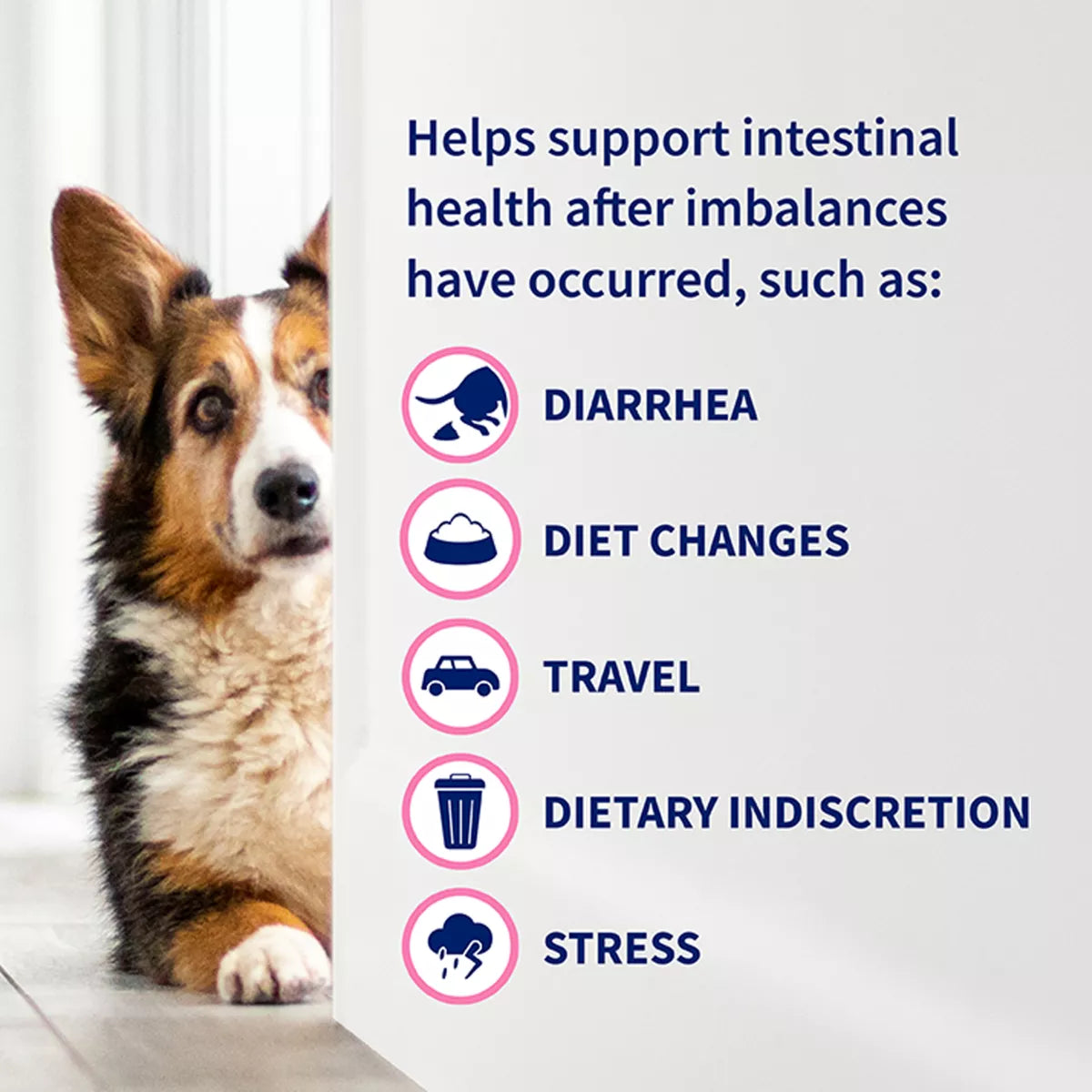 Nutramax Dog Proviable Probiotics & Prebiotics Digestive Supplement Kit, 30 ml Paste/10 Capsules