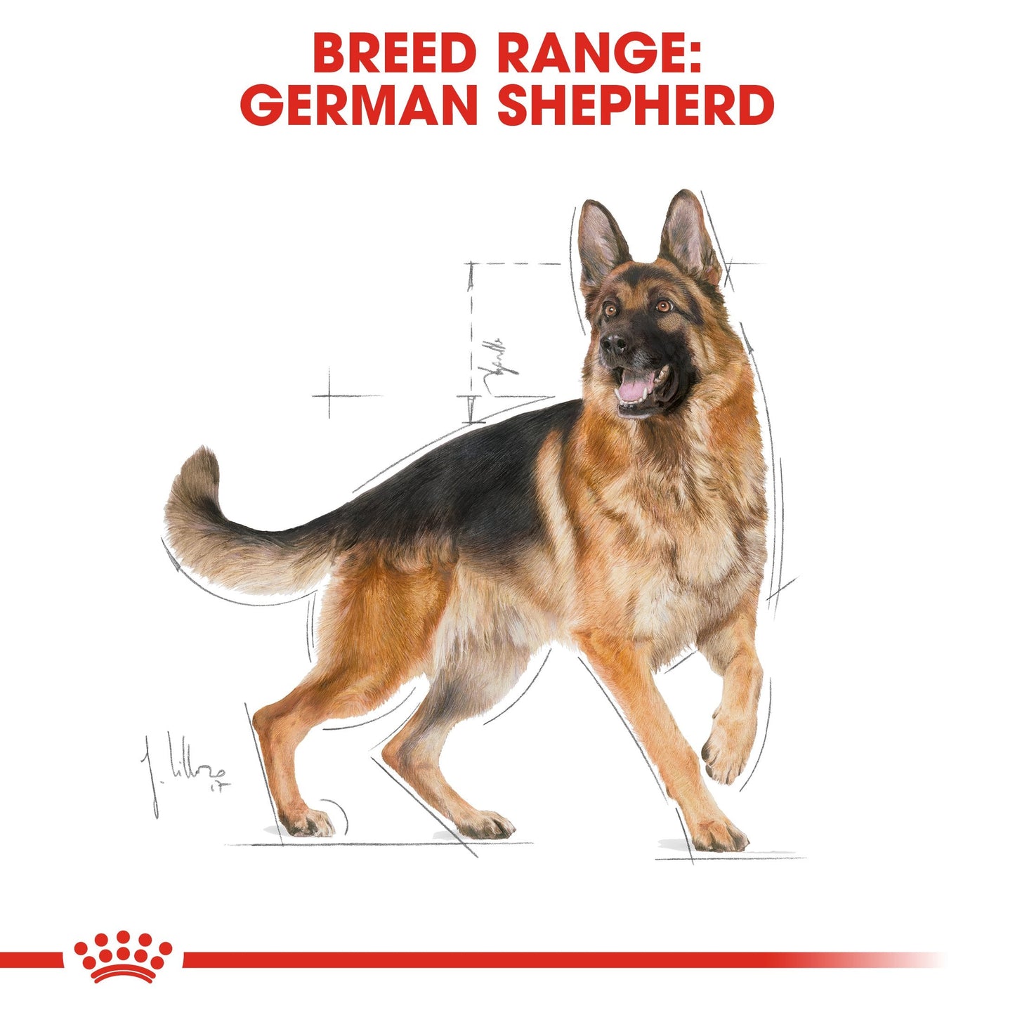 Royal Canin German Shepherd Adult (16 KG) - Dry food for adult dogs over 15 months