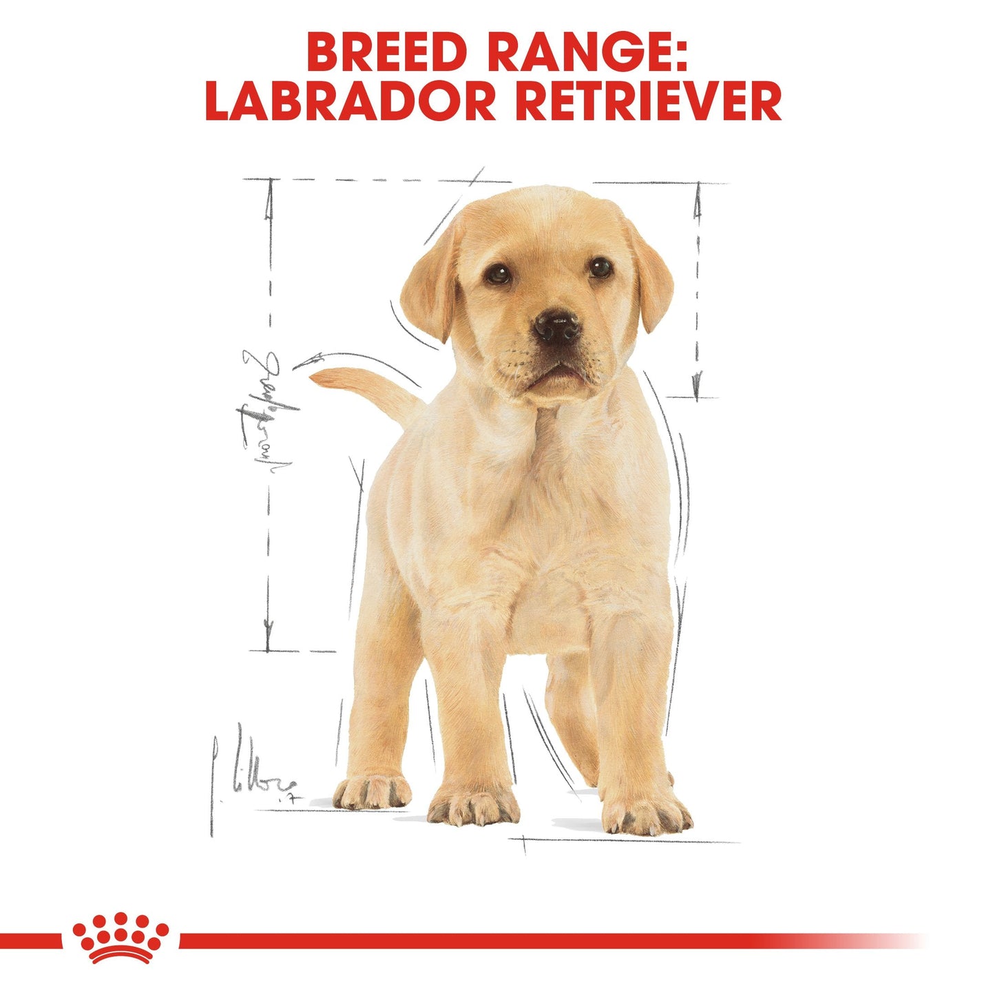 Royal Canin Labrador Retriever Puppy (16KG) - Dry food for puppies up to 15 months