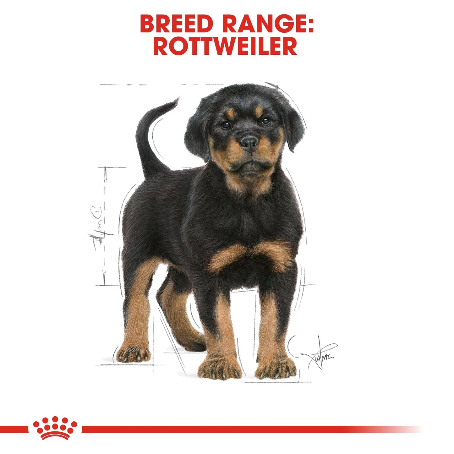 Royal Canin Rottweiler Puppy (12 KG) - for Rottweiler puppies up to 18 months