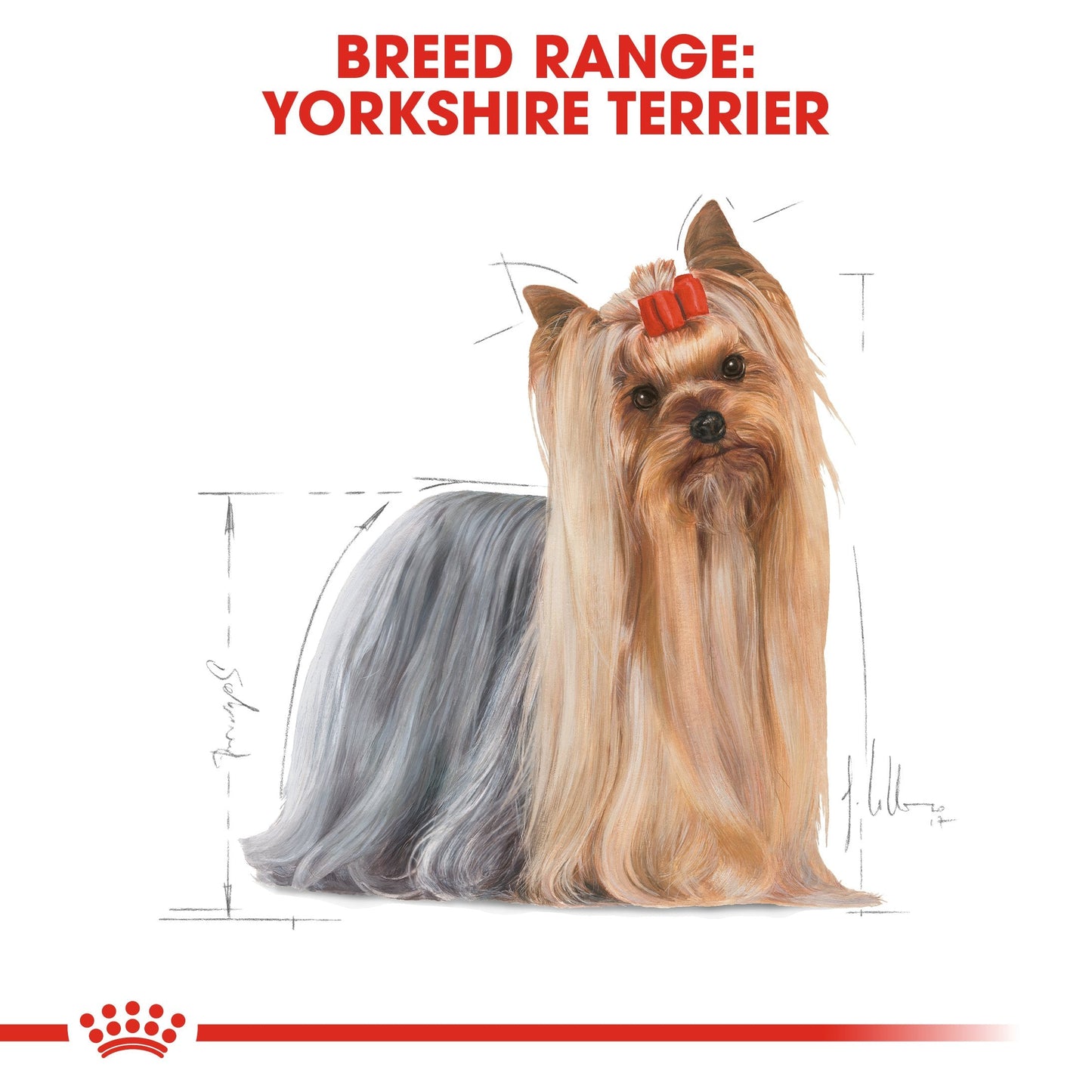 Royal Canin Yorkshire Terrier Adult (1.5 KG) - Dry food for adult dogs over 10 month