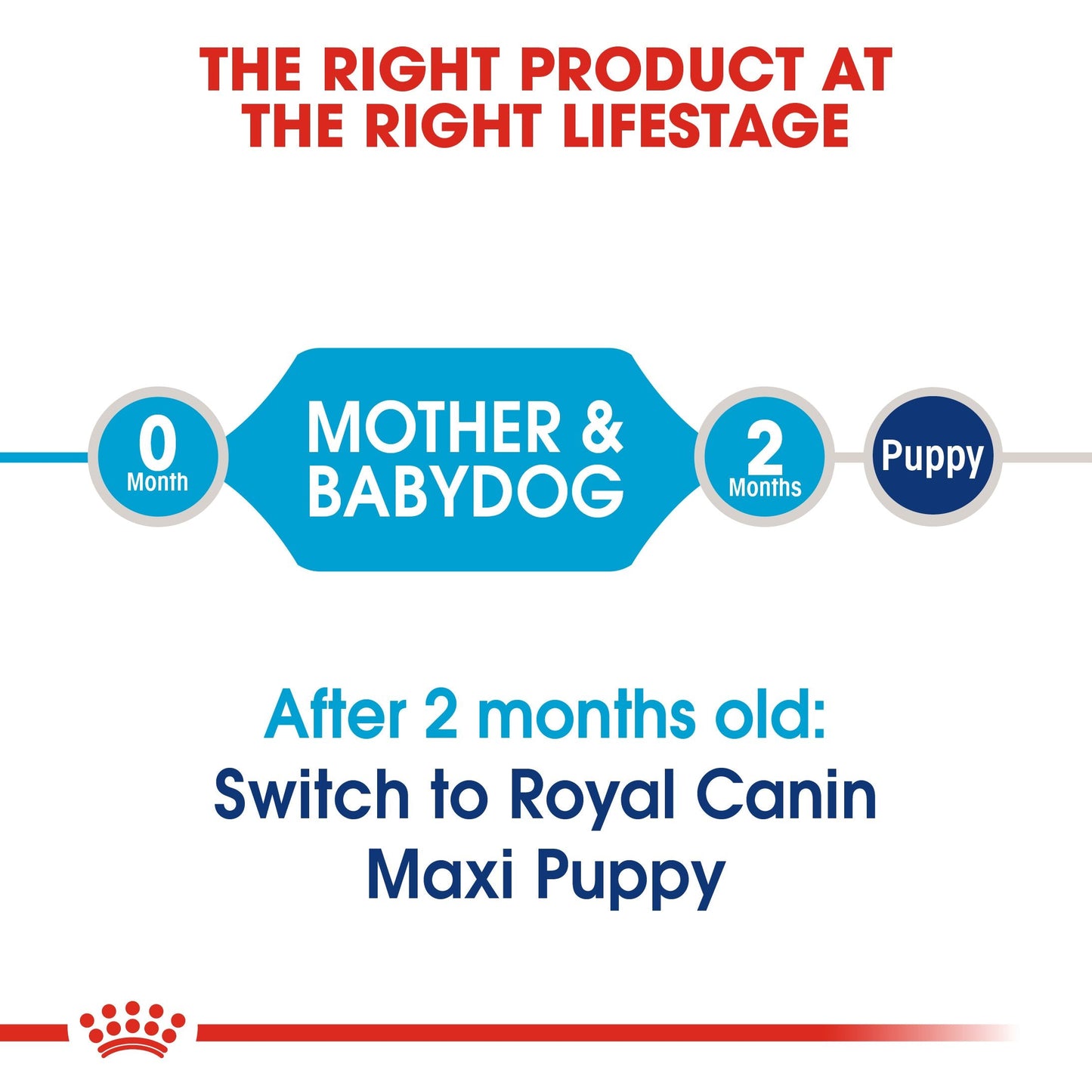 Royal Canin Maxi Starter Mother and Babydog (15 KG) - Dry food for large puppies - Adult weight between 26 and 44 KG. Mother during gestation and lactation - Weaning puppies up to 2 months