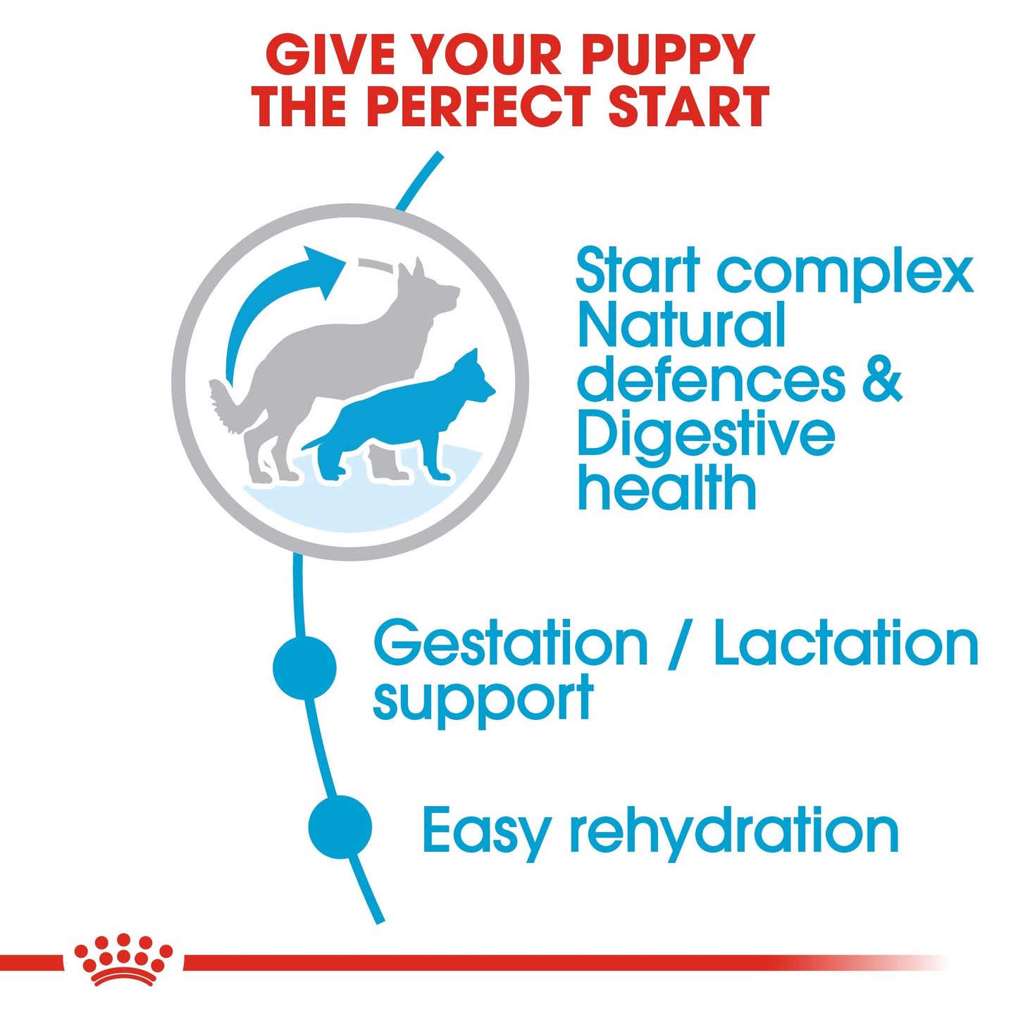 Royal Canin Maxi Starter Mother and Babydog (15 KG) - Dry food for large puppies - Adult weight between 26 and 44 KG. Mother during gestation and lactation - Weaning puppies up to 2 months