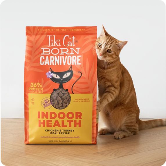Cat Food